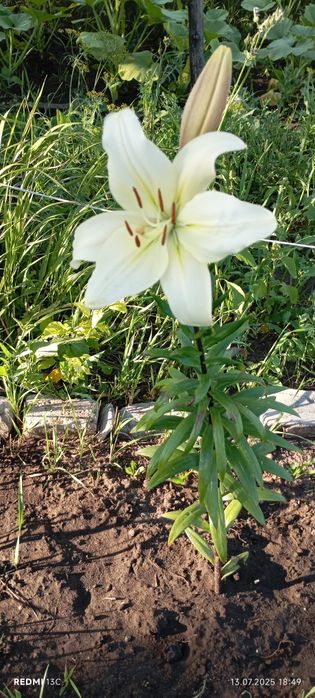 Продам дачу вобществе " садовод строитель"