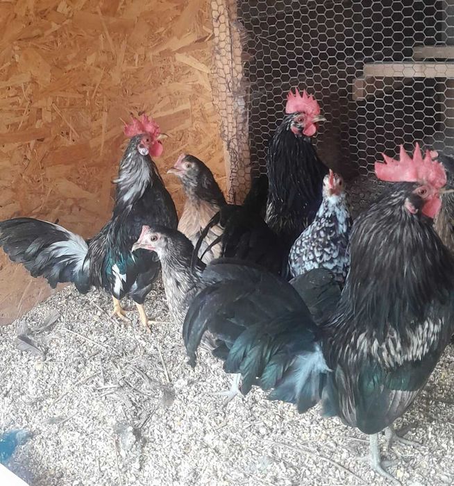 Cocoși pitici de prăsilă, din 2025