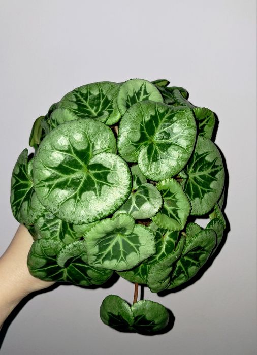 Цикламен Пикассо!