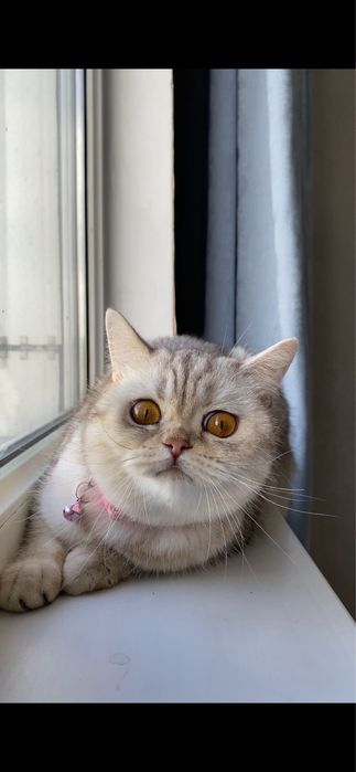 Пропала кошка шотландская