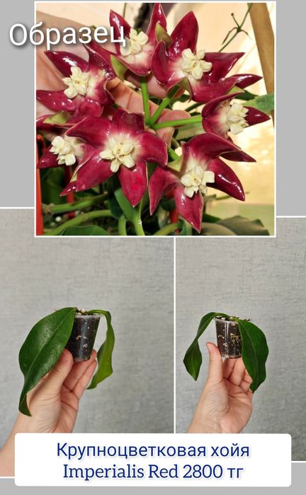 Хойи разные сорта комнатные цветы
