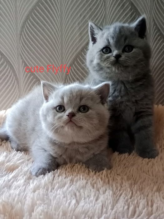 Клубные британские котята