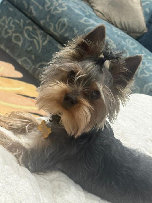 Йоркширский терьер вязка