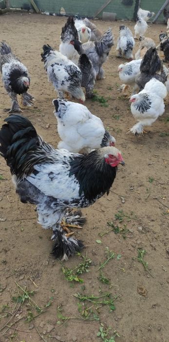 Păsări Brahma de vânzare