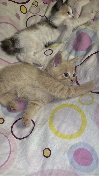 котята девочка и мальчик