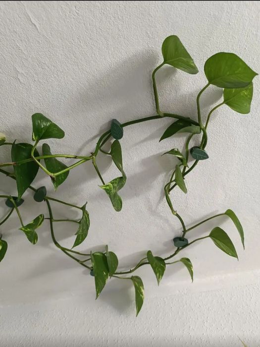 Gul novdalari uchun qisqich.