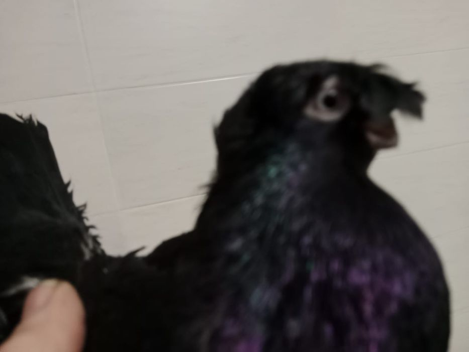 Продам   голубей