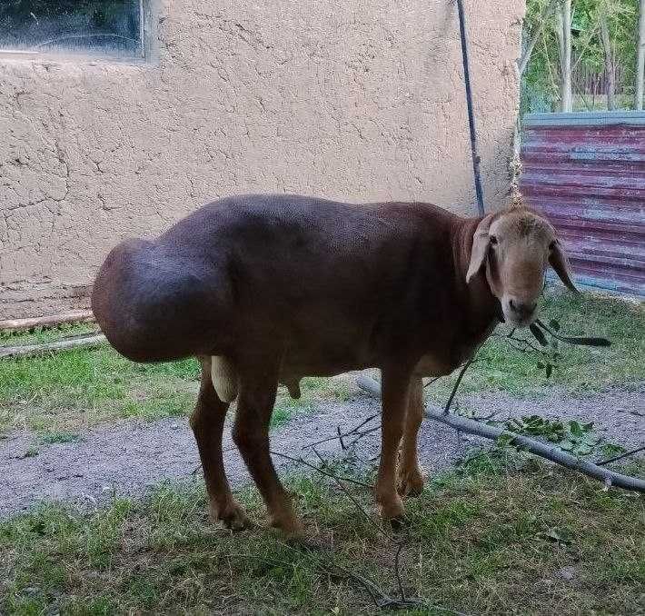 Qochqor sotiladi.