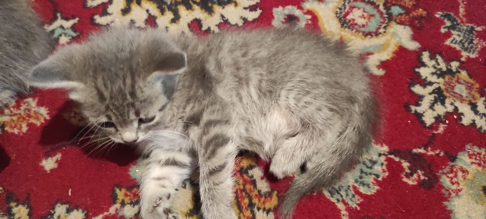Дарю очень милых котят.