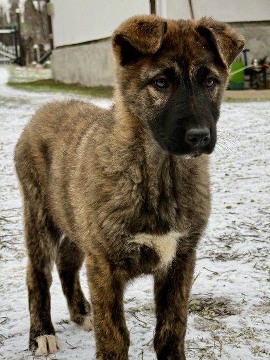 Pui Ciobanesc Carpatin