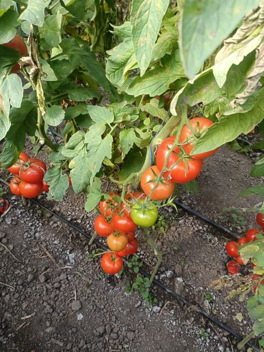 Rosii bio de vanzare