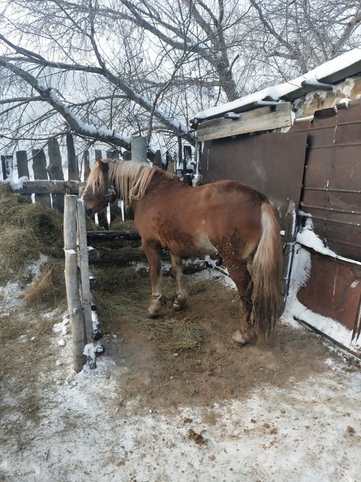 Айгыр сатамын,  жеребец