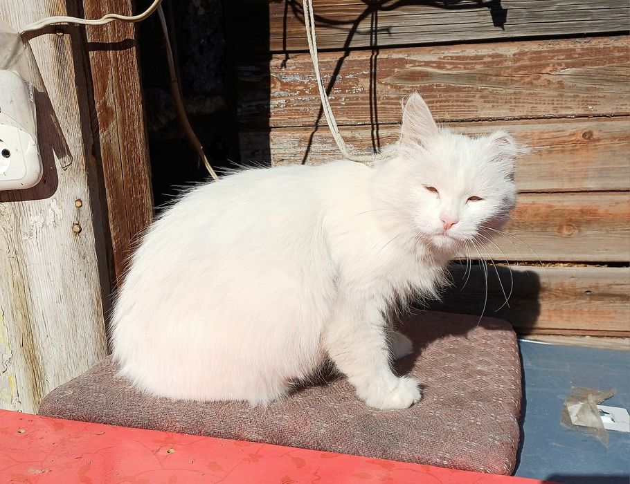 Хранительница уюта кошечка Беляшка для  вашего дома