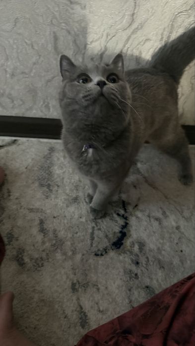 Mushuk 1 yoshli qizbola strayt sotladi