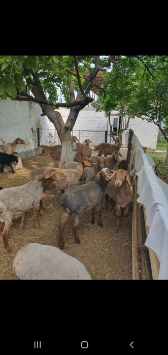 Арашан бугоз ва туккан куйлар сотилади