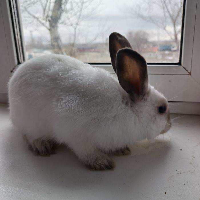Продаётся декоративный кролик