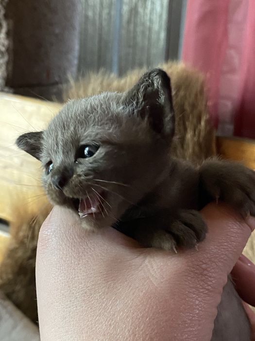 Бурманские котята