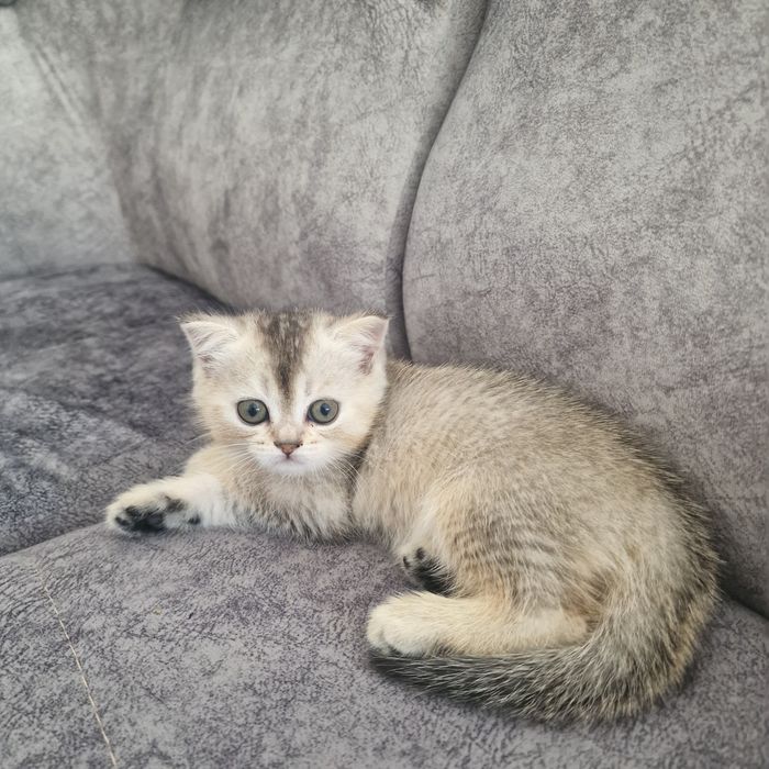 Котята котята котята