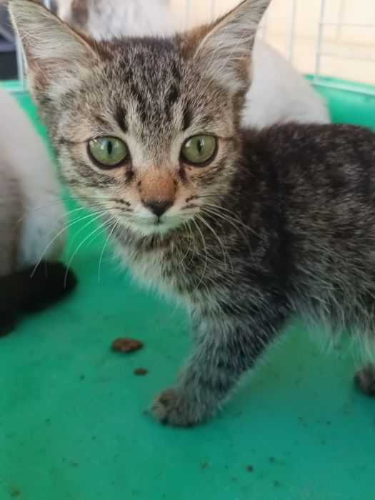 Котята в хорошие руки