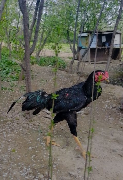 Dakan xoʻroz sotiladi 10 oylik