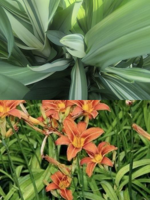 Садовые цветы  продам