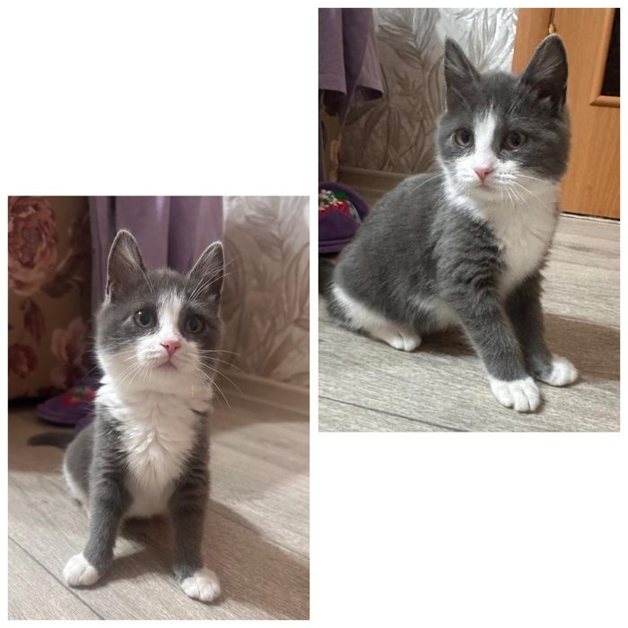 Ищу дом для двух кошечек