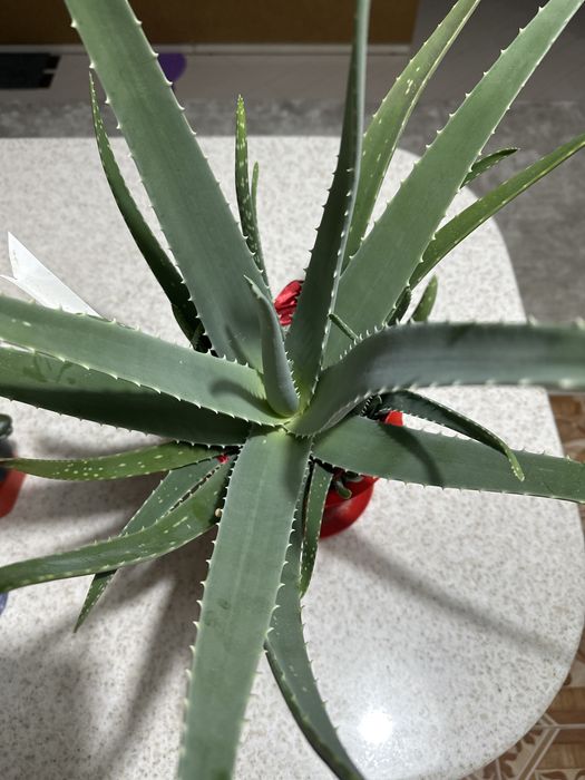 Алоэ лечебный  продам