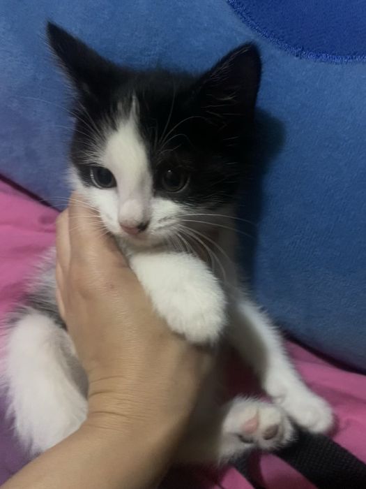 Котенок мальчик полтора месяца