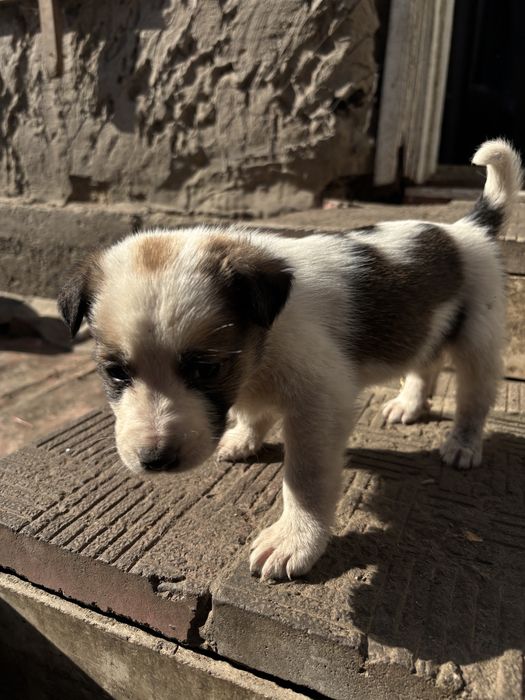 Отдам щенят даром