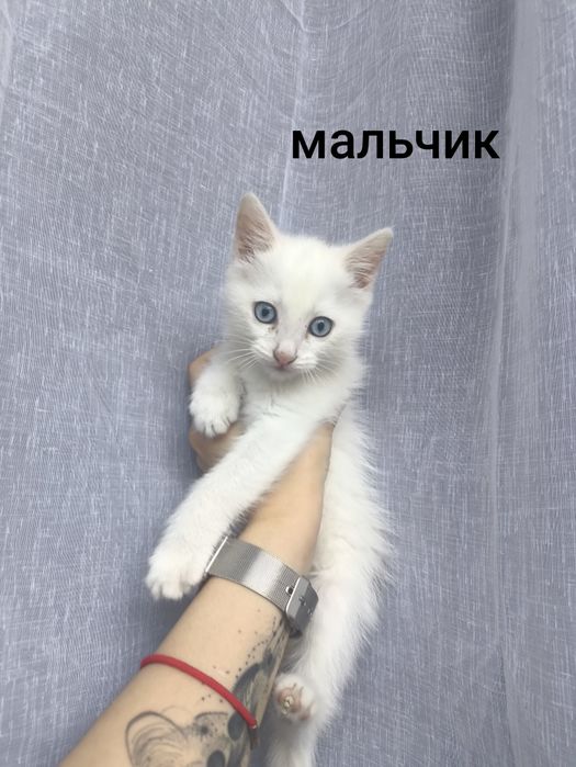 Отдам прекрасных котят