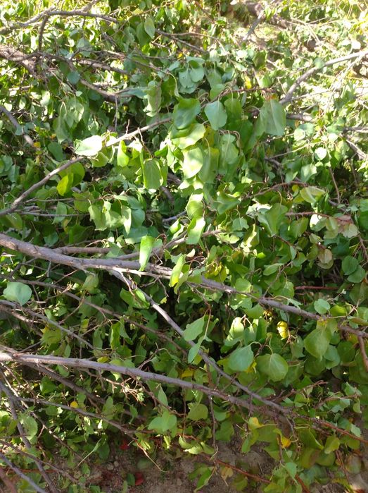 Срочно утин сотилади тошкентда