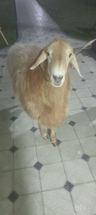 Arashan qo'y sotiladi