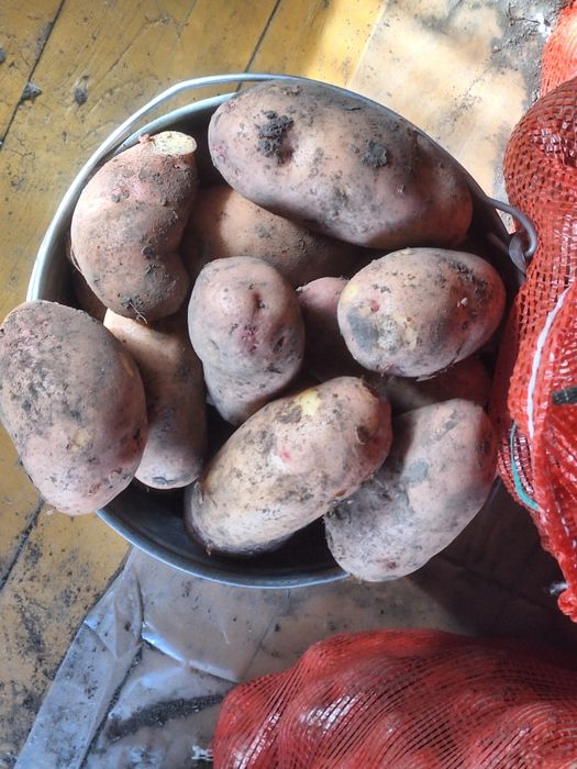 Картошка, едовая