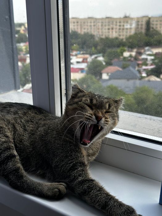 Кошка Американский керл