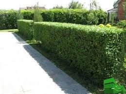 Вяз обычный , вяз пенбула