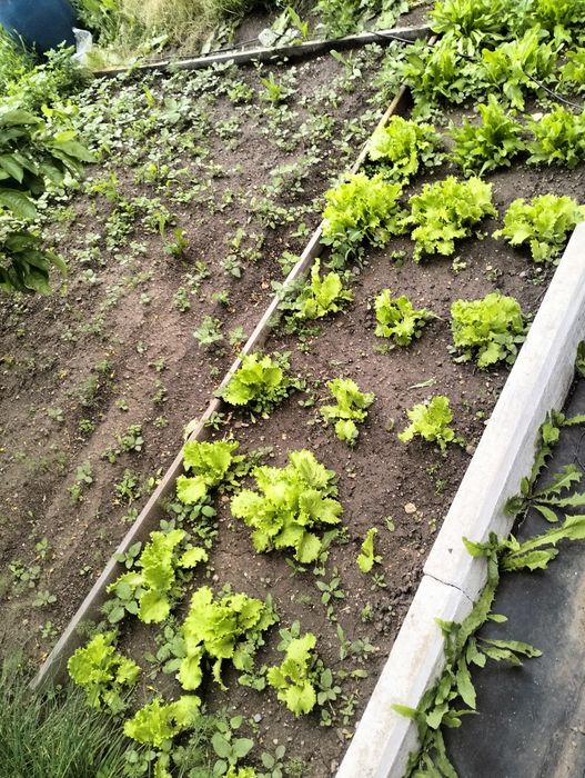 Продаю дачу в обществе Алма