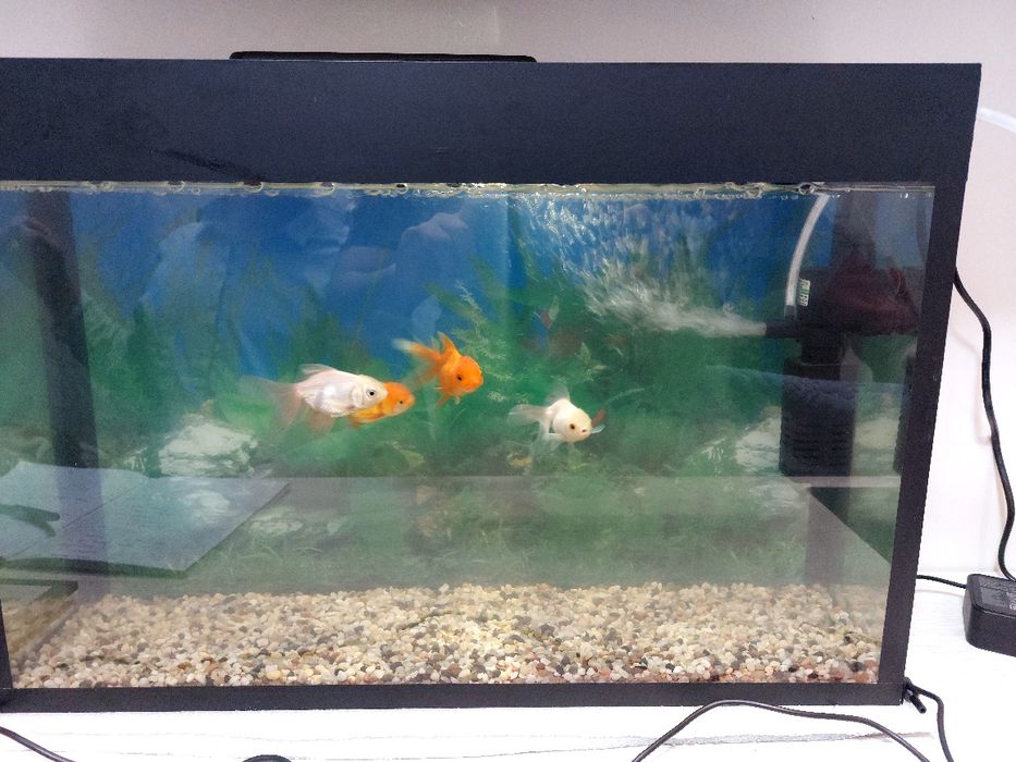 Akvarium baliqlari bilan birga