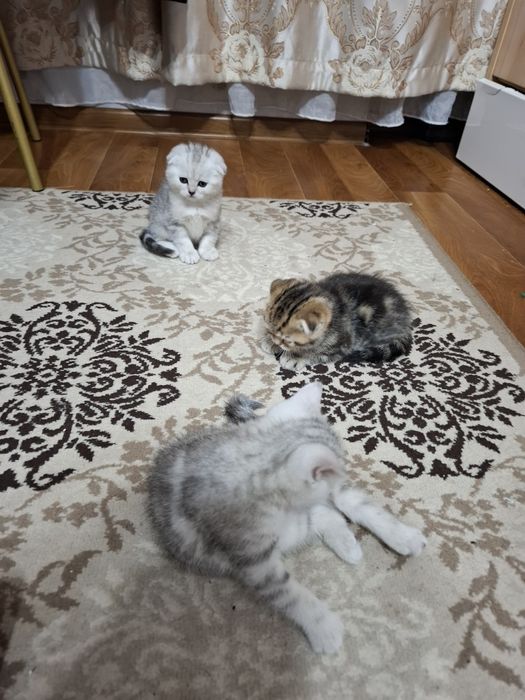 Шотландские котята