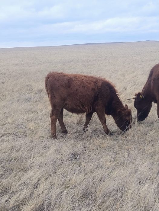 Продам корова с теленкам подсос