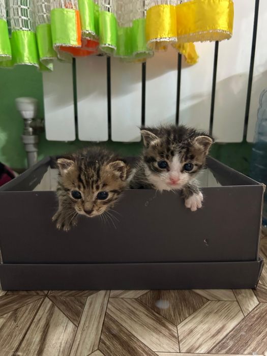 Отдам котят в добрые руки