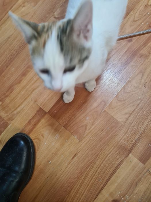 Donez pisica crescuta în casa