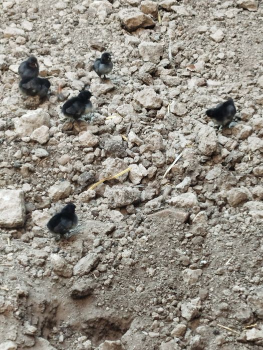 Yapon va dakan zotlari