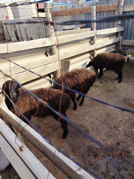 Сатылымда токтылар бар