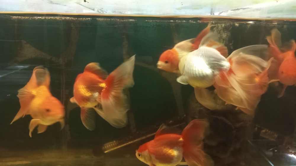 Продам Черно-красную Оранду