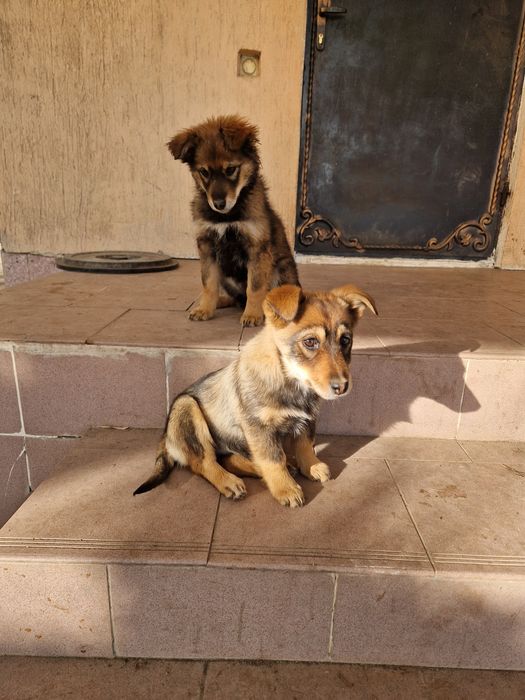 Отдам Щенков бесплатно