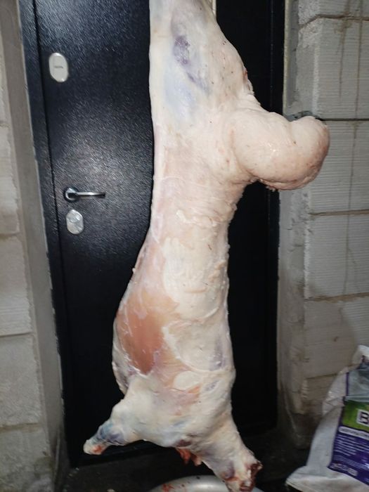 Тоқтының семіз тушасы.