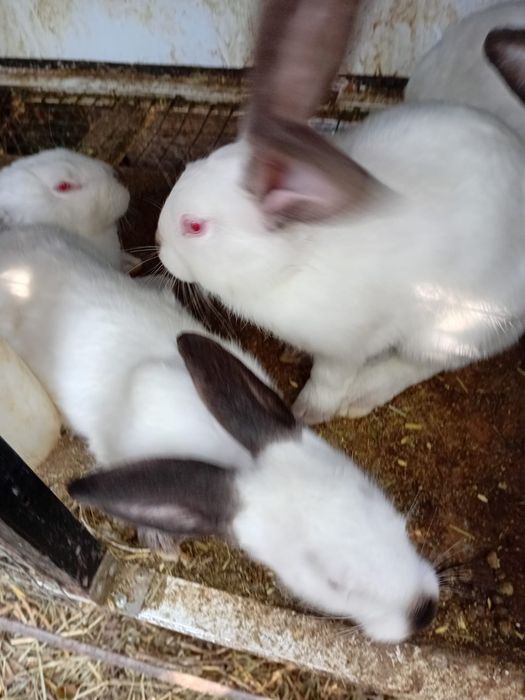 Продам взрослых крольчих