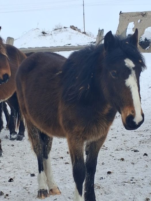 Продам, лошадей