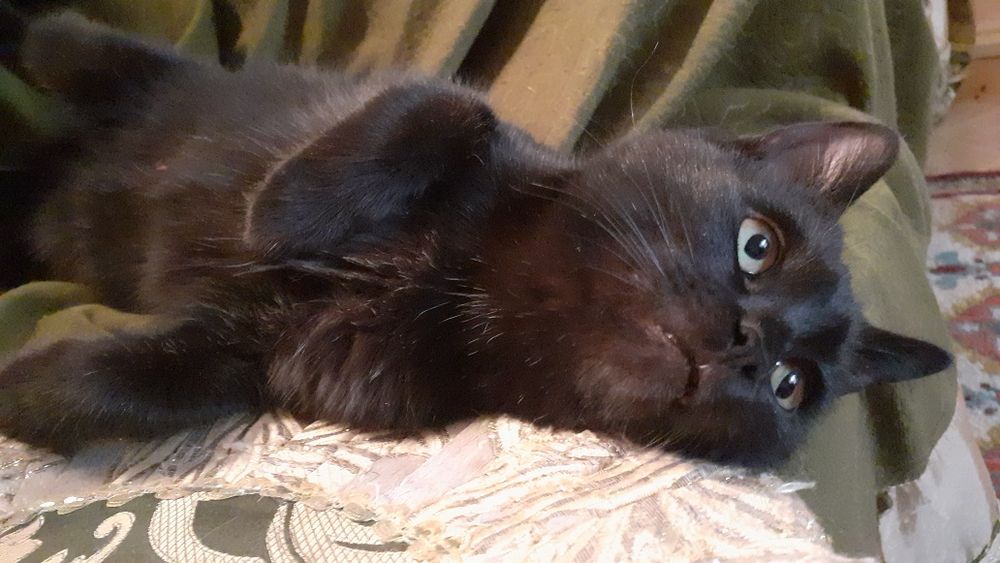 Отдам даром котят