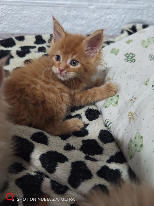 Продам котят породы Мейн Кун